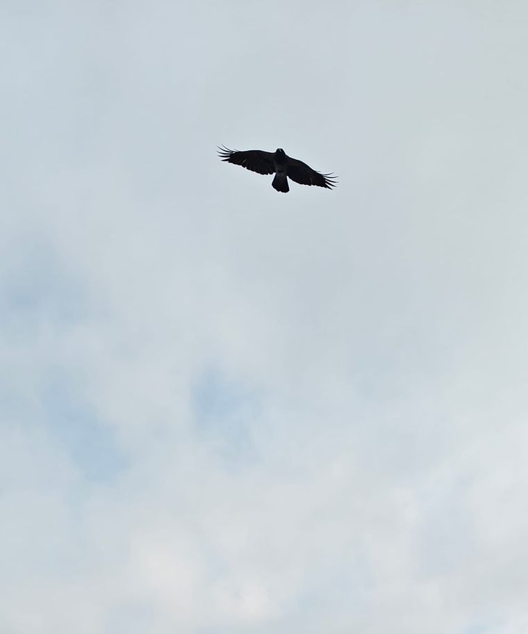 Blackbird cover