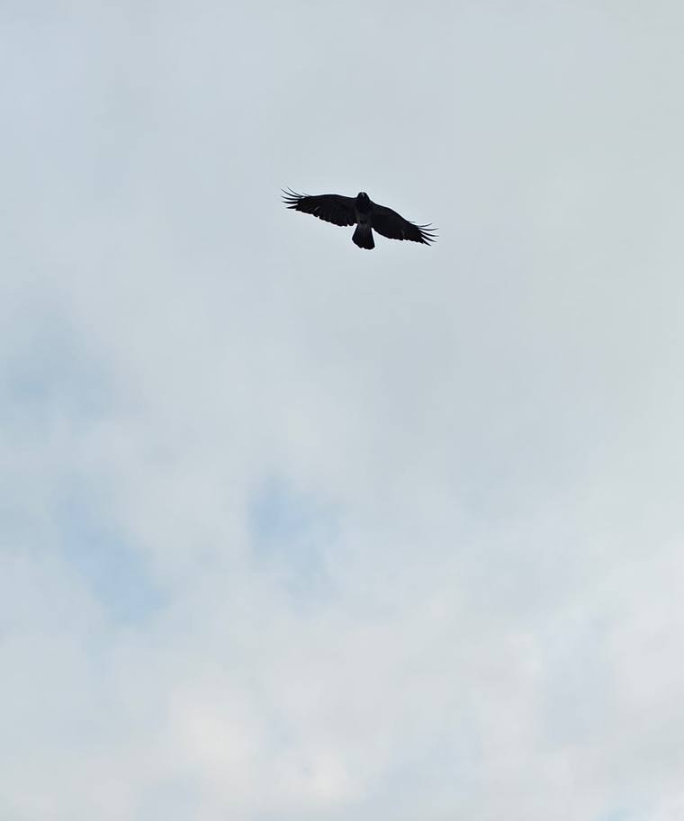 Blackbird cover