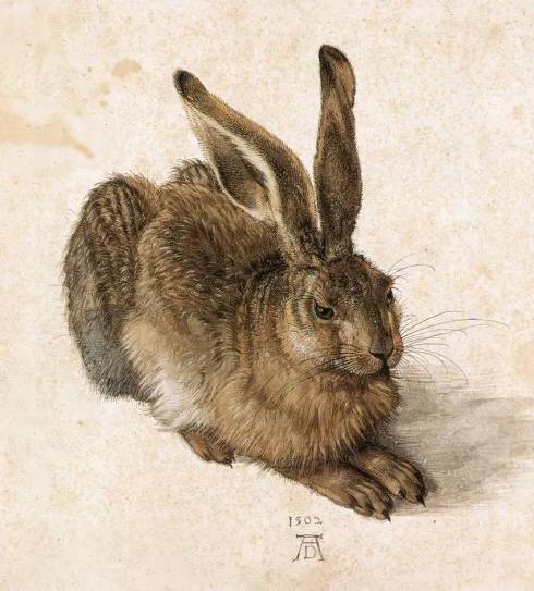 No, Rabbit cover
