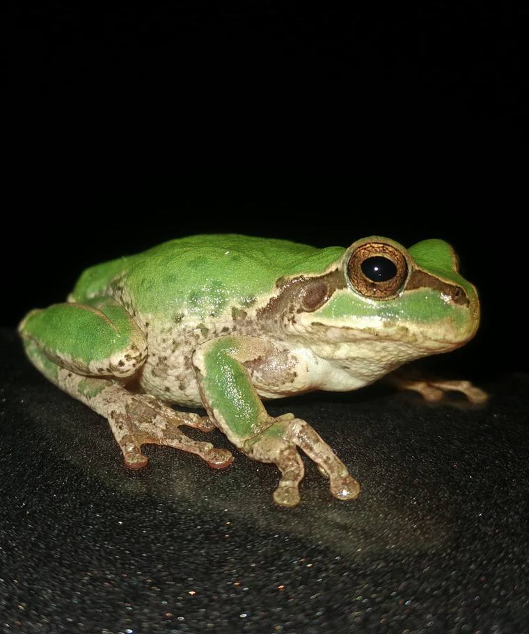 Of Lies and Frogs cover